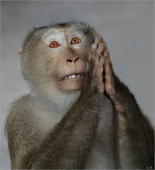 100+ ảnh meme con khỉ biểu cảm tự nhiên, dí dỏm · ảnh 1