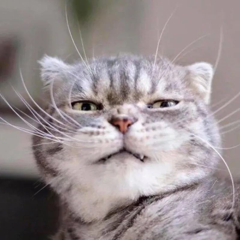 99+ meme khinh bỉ cực chất cho những pha đáp trả ấn tượng