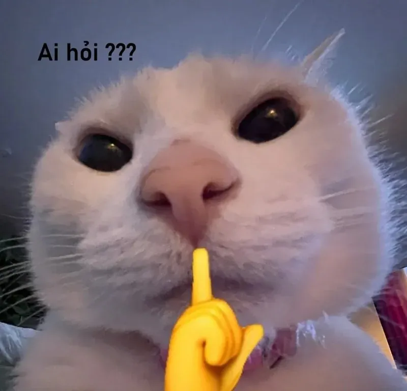 Tuyển tập 100+ ảnh meme ai hỏi chất lầy cực mặn